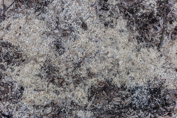 sawdust on the ground