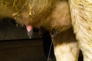 Traite de vaches laitières