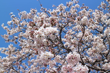 桜の花