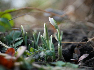 Snowdrop spring flowers. Snowdrop flower background texture. Floral pattern. Flowers wallpaper. Group of first spring snowdrops flowers in the forest. Close up shot. Copy space for text