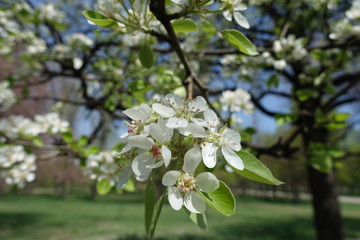 Florescence of pear tree in spring garden