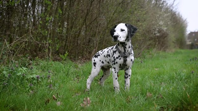 H&uuml;bscher Dalmatiner Welpe steht aufgeregt auf dem Rasen