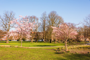 Kiel Innenstadt im Morgenlicht Hiroshimapark mit Kleinem Kiel, Rathaus  und Opernhaus am Rathausplatz, der Frühling hält Einzug
