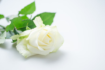 白い薔薇