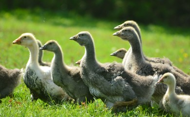 Kholmogory and Toulouse geese