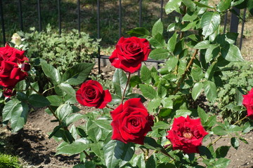 Deep red flowers of rose in the garden