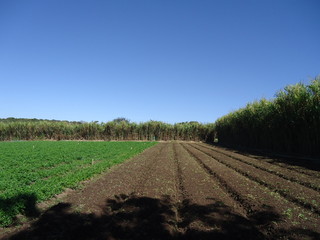 Fazenda Malunga Farm Org&acirc;nico Organic Products