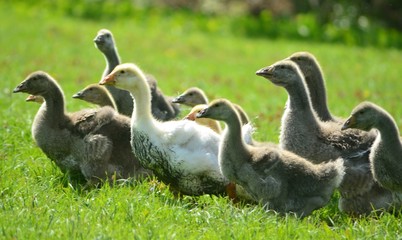 Kholmogory and Toulouse geese