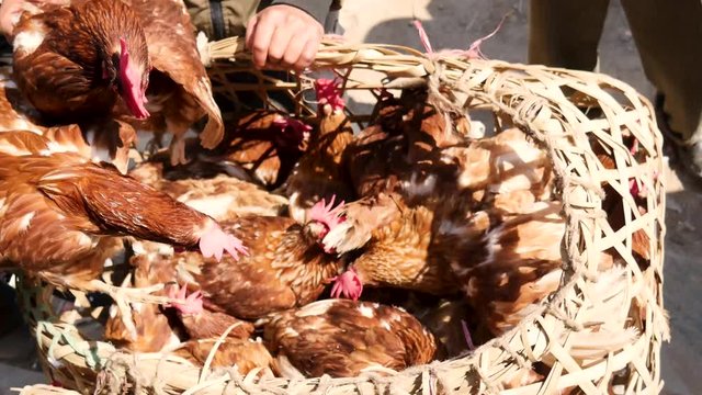 Chickens for sale in Nepal