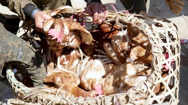 Chicken in doko for sale in rural Nepal.