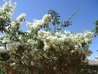 White Flowers