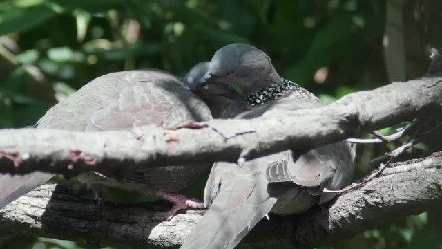 Slow motion Two Spotted Turtle Doves preening each other on branch. Ends with one reacting to the other preening chest.