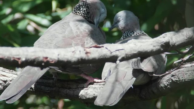 Slow motion Two Spotted Turtle Doves interacting while preening themselves and each other