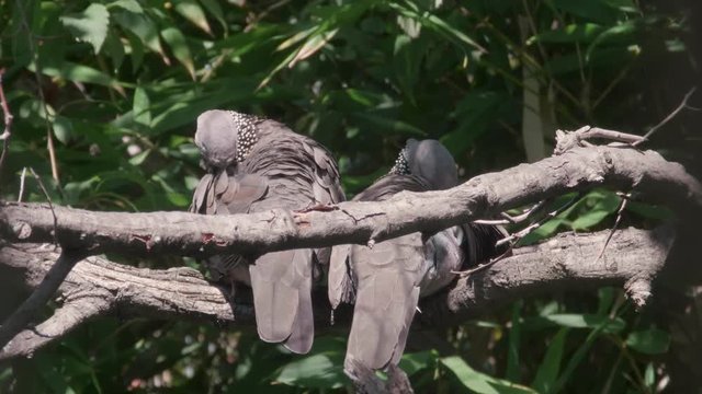 Slow motion Two Spotted Turtle Doves preening themselves on branch