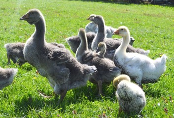 Kholmogory and Toulouse geese