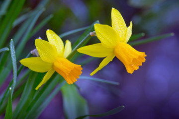 Fototapeta premium Macro shot on Daffodil Narcissus yellow flower in bloom in spring.