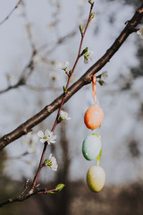 Colorful Easter eggs on a blooming flower tree.