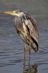 Ardea Cinerea