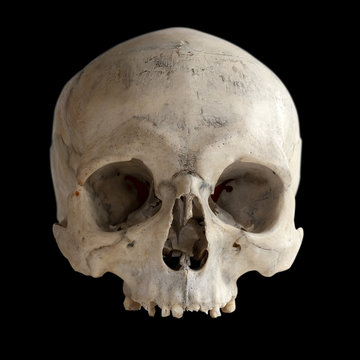 Human anatomy. A human skull with no jaw, isolated on black.