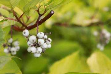 white flowers of apple tree