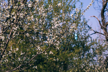 Fototapeta premium Colorful Easter eggs on a blooming flower tree.