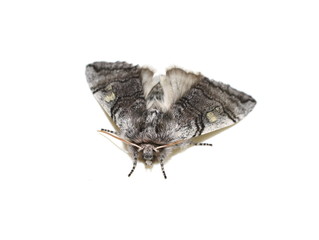 Obraz na płótnie Canvas The early flying yellow horned moth Achlya flavicornis isolated on white background
