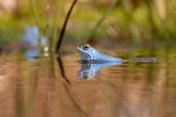 Blauer Moorfrosch Frosch im Teich / Blue Frog in Moor 