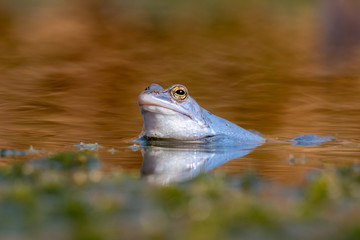 Blauer Moorfrosch Frosch im Teich / Blue Frog in Moor 