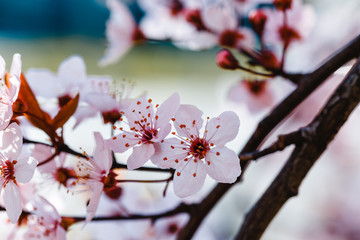 Obraz premium blühende Kirsche, Kirschbaum mit Blüten