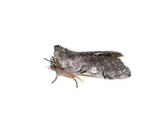 The early flying yellow horned moth Achlya flavicornis isolated on white background