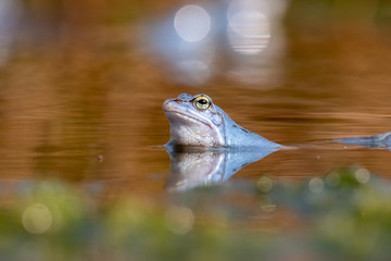 Blauer Moorfrosch Frosch im Teich / Blue Frog in Moor 