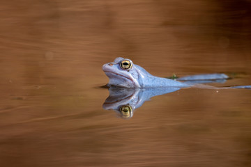 Blauer Moorfrosch Frosch im Teich / Blue Frog in Moor 