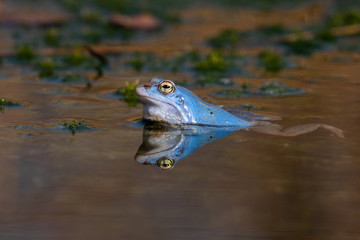 Blauer Moorfrosch Frosch im Teich / Blue Frog in Moor 