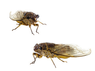 cicada isolated on white background