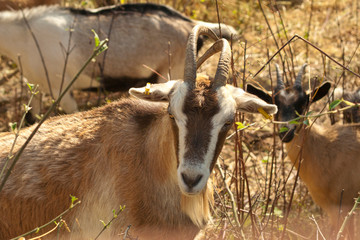goat in nature
