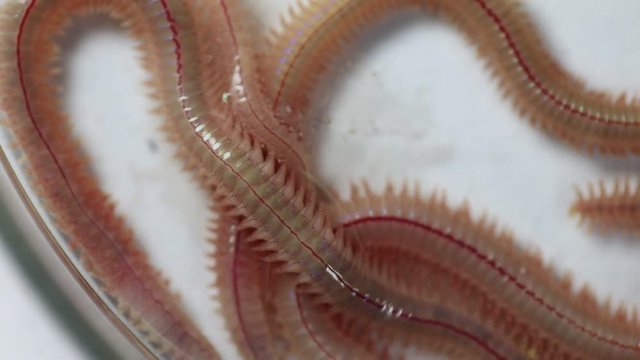 Sand Worm (Perinereis sp.) is the same species as sea worms (Polychaete), Living in a beach area with relatively shallow water levels for education in laboratory.
