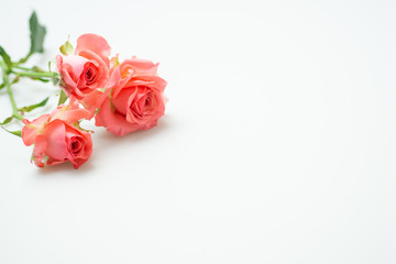 満開の赤いバラ