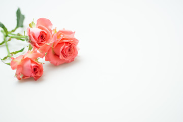 満開の赤いバラ