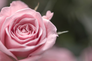 Rosen in pink, altrosa,  Hintergrund