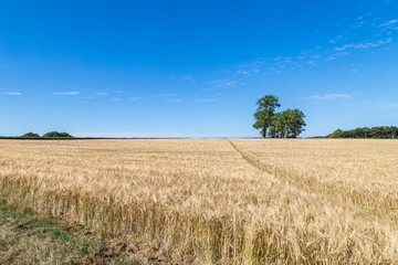 A wheat field ready for harvesting, on a sunny summers day