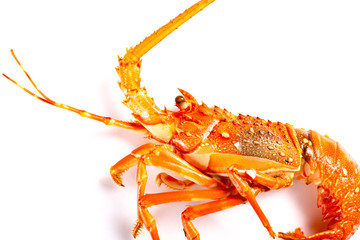 cooked lobster on white background close up