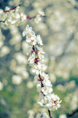 Apricot tree flowers, soft focus. Spring white flowers on a tree branch. Apricot tree in bloom
