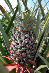 pineapple on tree