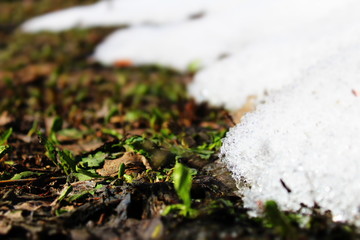 snowdrops in snow