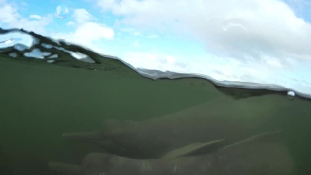 Underwater video of 2 river dolphins swimming together at an Amazon river, Para, Brazil.