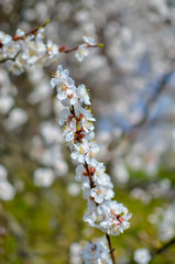 Apricot tree flowers, soft focus. Spring white flowers on a tree branch. Apricot tree in bloom