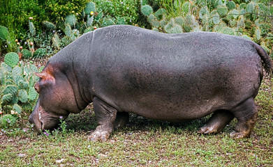Hippopotamus on the lawn eating grass. Latin name - Hippopotamus amphibius