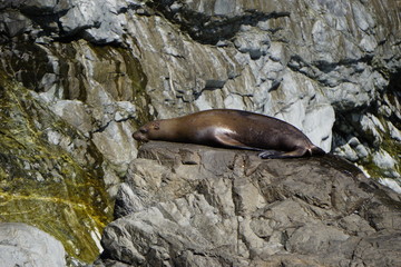Sea lions colony in Alaska