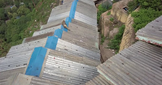 Mount Popa Monkey on Rooftop, Myanmar (Burma) 02