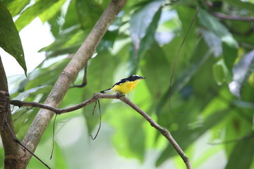 Yellow-rumped Flycatcher (Ficedula zanthopygia) male in Malaysia